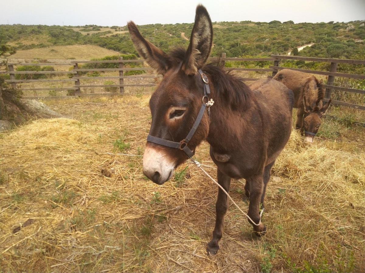 La Cera Farm Camping B&B Santa Teresa Gallura Eksteriør bilde