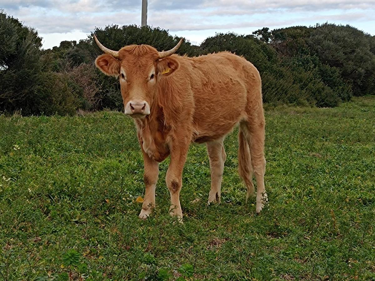 La Cera Farm Camping B&B Santa Teresa Gallura Eksteriør bilde