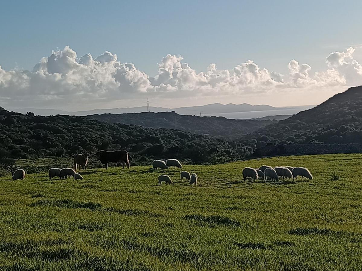 La Cera Farm Camping B&B Santa Teresa Gallura Eksteriør bilde