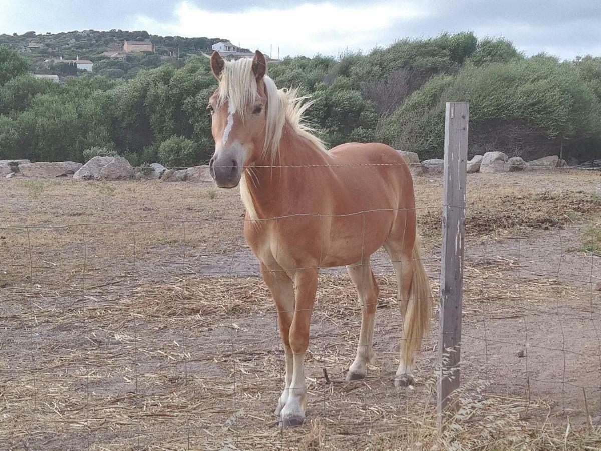 La Cera Farm Camping B&B Santa Teresa Gallura Eksteriør bilde